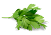 Кінза