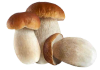 Білі гриби